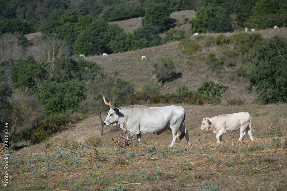 Obraz premium Livestock grazing grass on a hill
