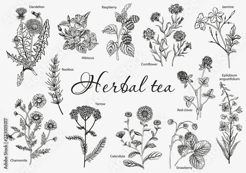 Photographie Wild flowers. Herbal tea. Vector illustration.