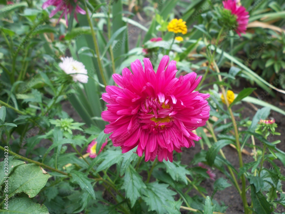 Flower Flower