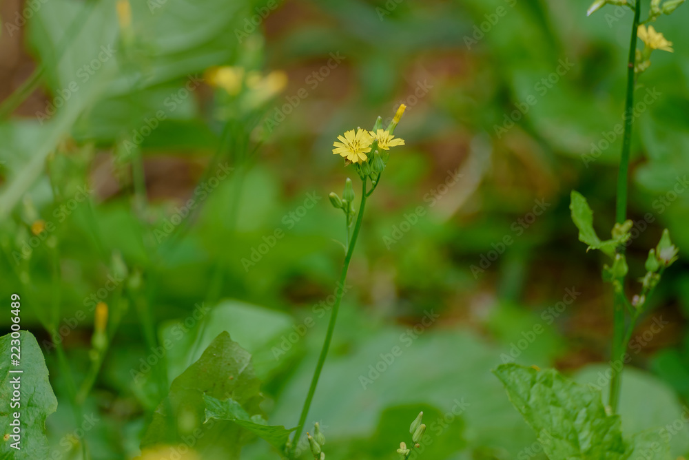 Flower mini Flower mini