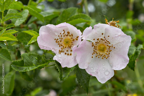 The flowers of dog rose  wild rose  Rosa canina  with green leaves in the natural environment. Rosa acicularis