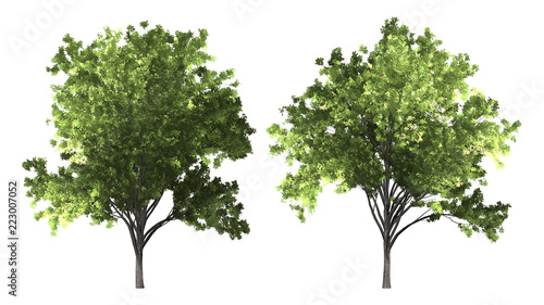 The collection of tree. Zelkova serrata tree isolated on white background with clipping path. photo