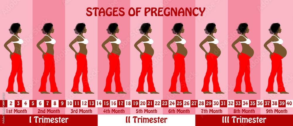 Stages of pregnancy with a pregnant dreadlocks hair black woman wears bra  and baggy pants Stock Vector | Adobe Stock