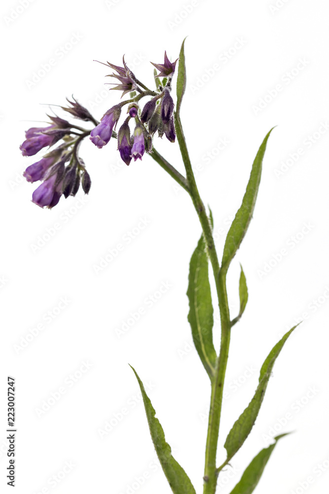 Healthy Comfrey flowers with leaves (Symphytum officinale) on white background. Comfrey is used in organic medicine.