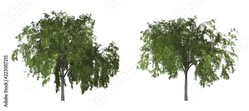 The collection of tree. Pepper tree or California pepper tree isolated on white background with clipping path.