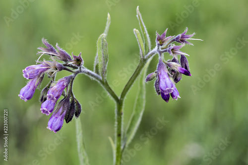 Healthy Comfrey flowers with leaves (Symphytum officinale) in the natural environment. Comfrey is used in organic medicine. photo