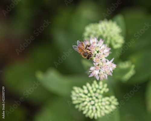 Honeybee on Sedum © Tiffany