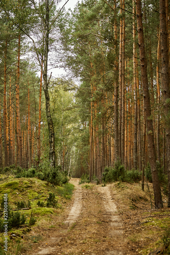 Fototapeta premium sandy road in a beautiful green pine forest in the summer