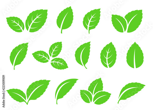 hand drawn abstract mint leaves set icons