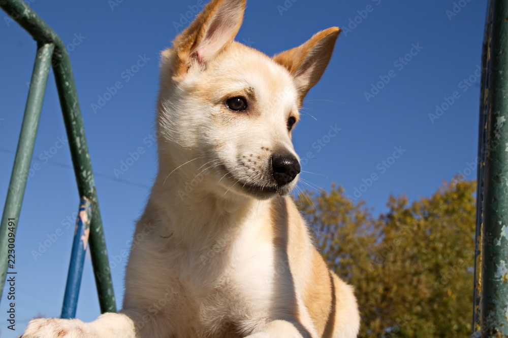 Молодая собака,щенок на фоне синего неба крупный план