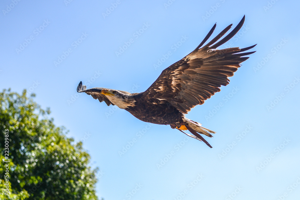 Fototapeta premium Jeune Pigargue à tête Blanche