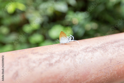 long-tailed butterfly Cheritra freja frigga photo