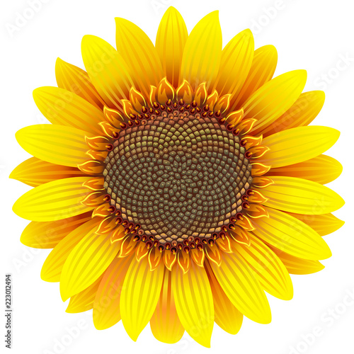 Vector Sunflower Icon