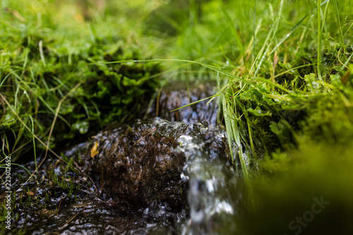 Forest stream in taiga forest. Pure water. Ecology environment