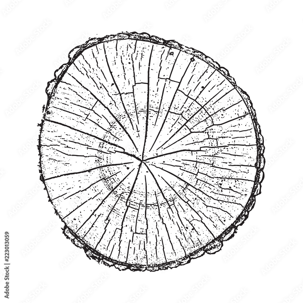 Tree log, wood growth rings grunge texture vector illustration