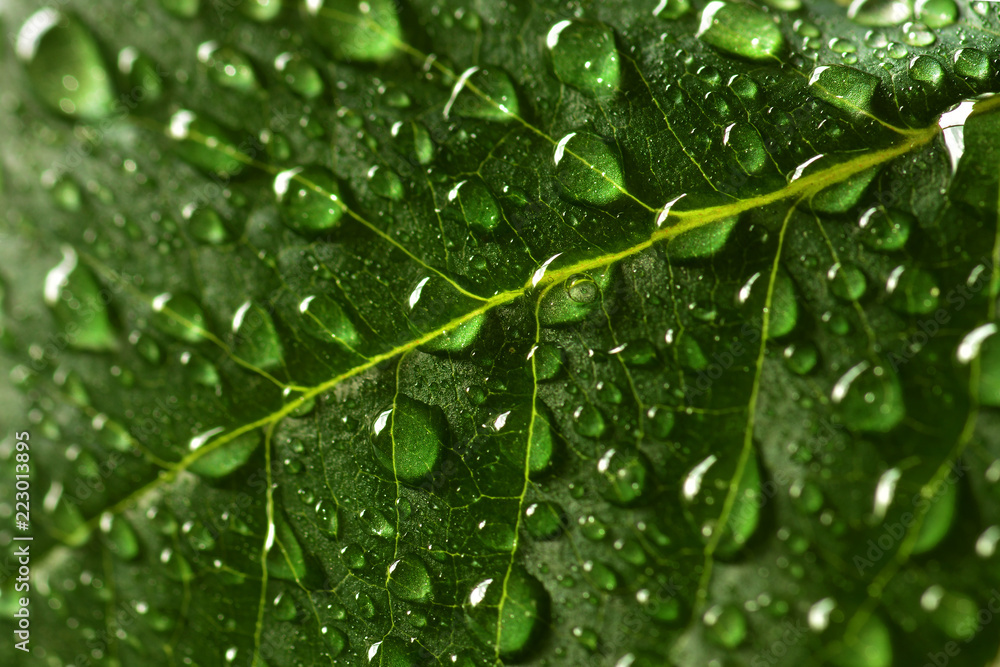 Green Lush Growth Growing Leaf with Fresh Water Drops Green Lush Growth Growing Leaf with Fresh Water Drops