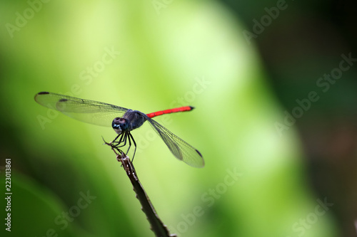 Beautiful colors of red and blue dragonfly on a tree branches