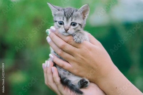 Little cute kitten in hand on green background.