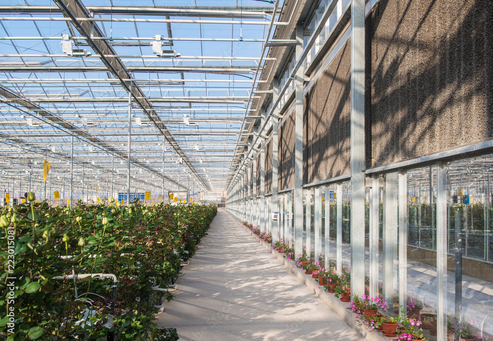 large industrial greenhouse with Dutch roses, the overall plan