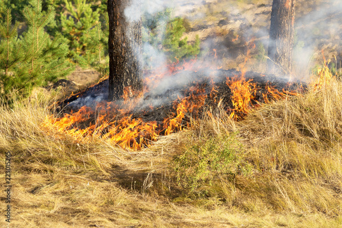 Konstfotografi Ignition of dry grass in the forest, hot summer