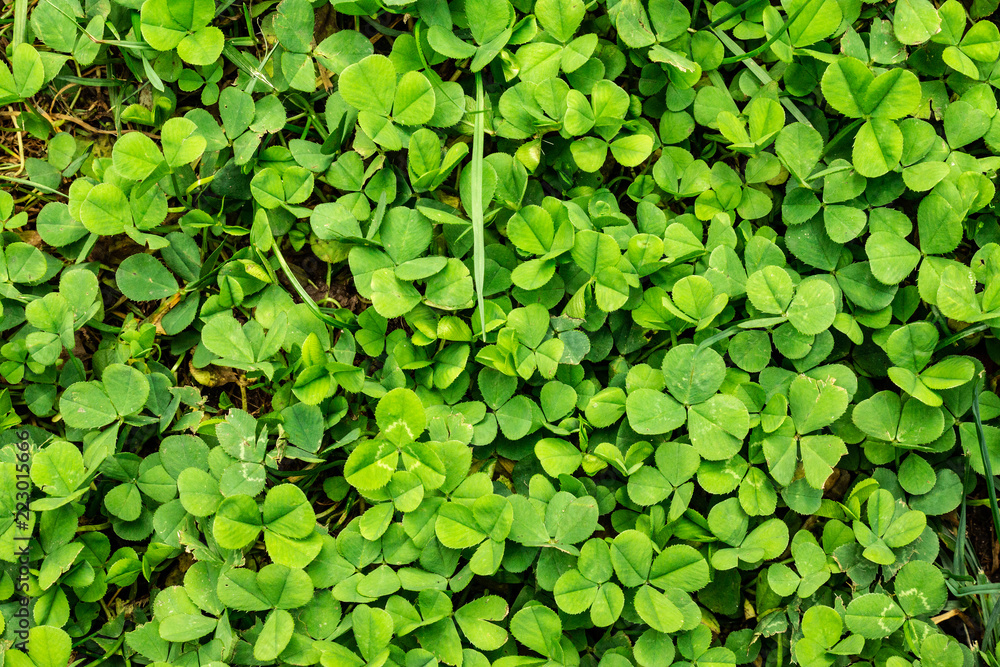 Lucky clover background green and fresh. Lucky clover background green and fresh.