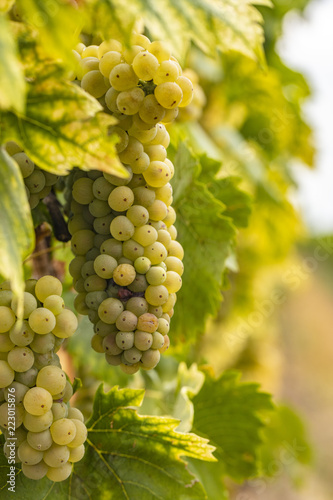 fresh yellow grapes in vineyards