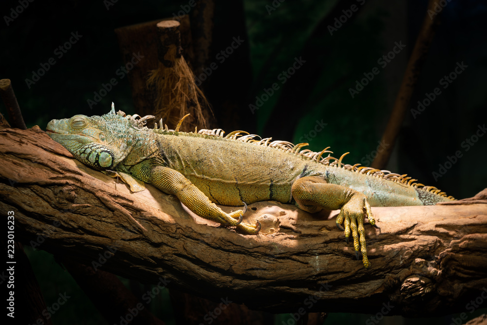 Naklejka premium zielony iguana - iguana iguana