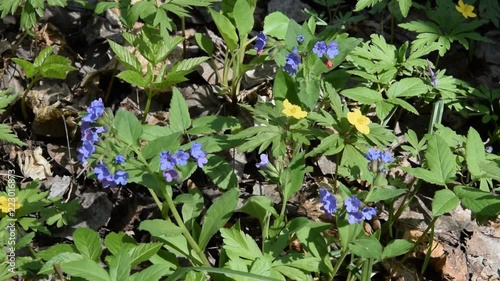 Blue spring flowers, blossoming in early spring in forest.