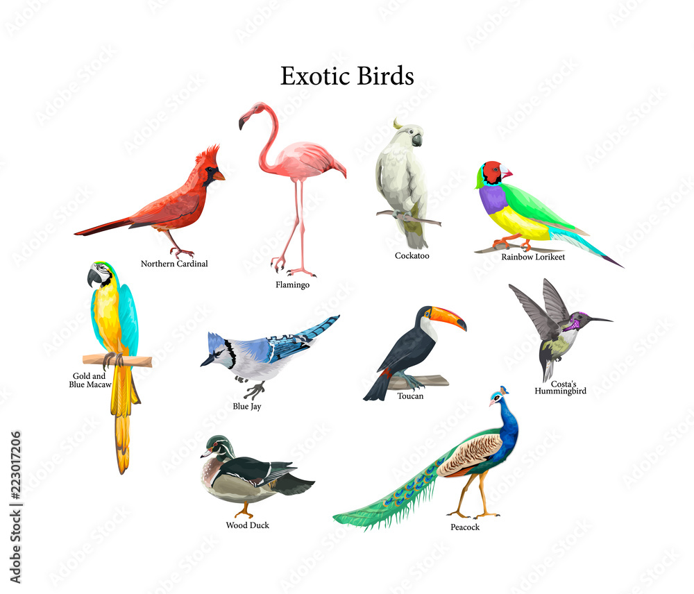 Obraz premium Collection of realistic tropical birds. Exotic wildlife