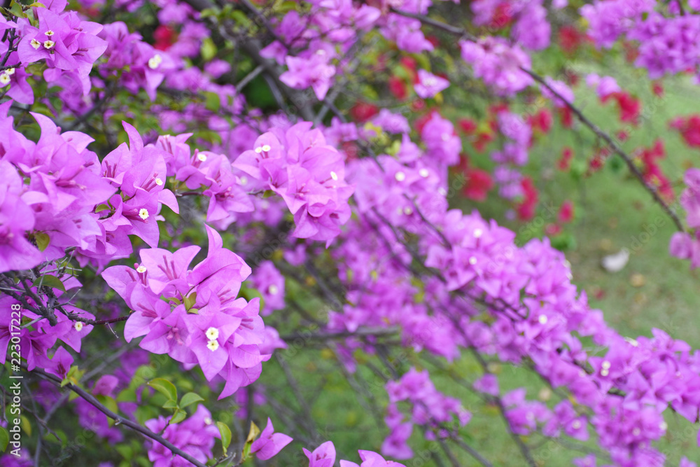 The background is a beautiful flower. The background is a beautiful flower.