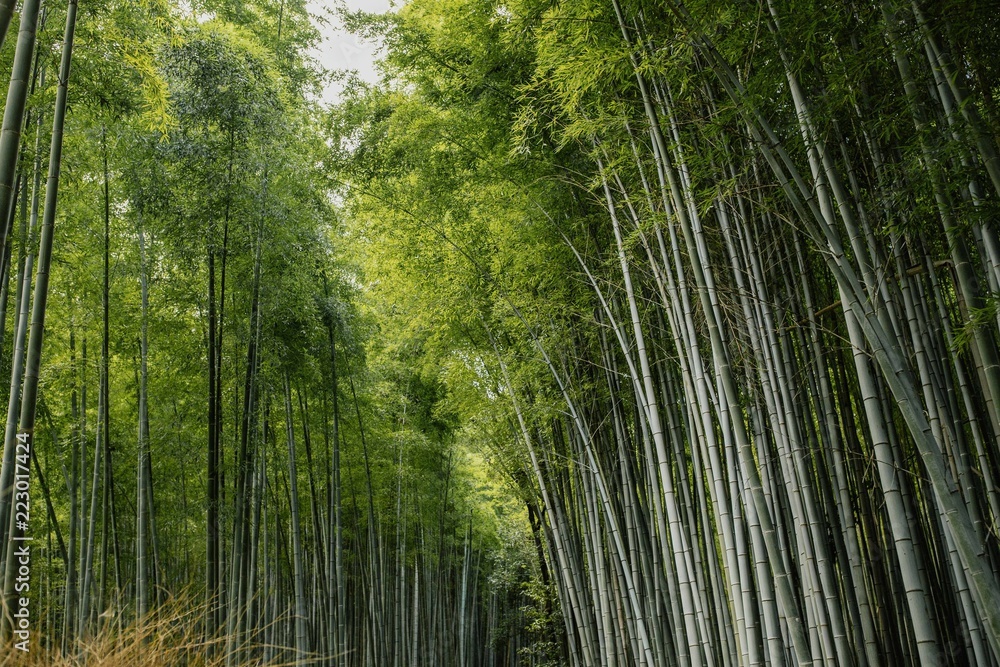 Arashiyama