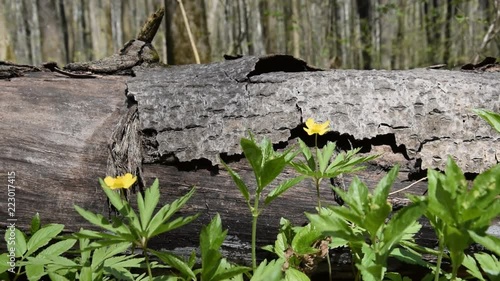 A fallen tree in the forest. The camera moves from right to left.