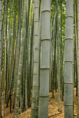 Arashiyama