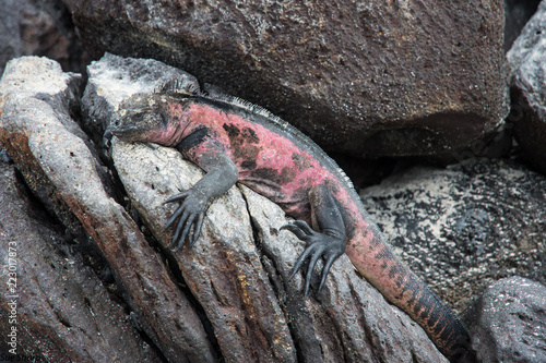 Colourful pink marine iguana Espanola Island Galapagos Pacific Ocean Ecuador