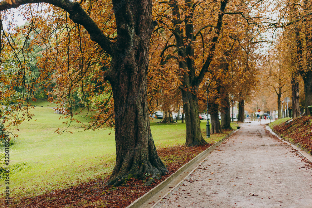 Naklejka premium Beautiful autumn alley in a park with trees and yellow leaves