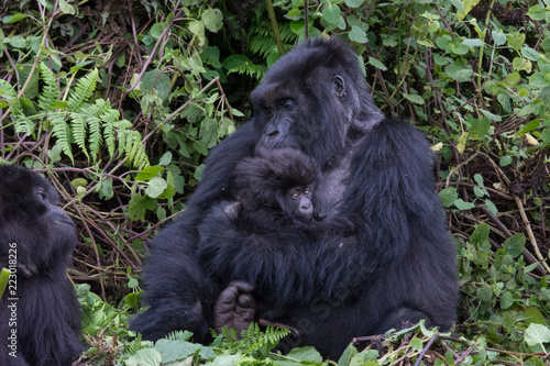 Mother and baby Mountain Gorilla in forest clearing in Volcanoes National Park Rwanda