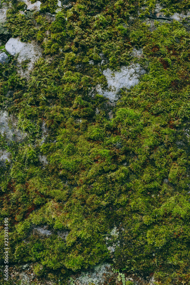 Green and bright background of plants, mosses and leaves Green and bright background of plants, mosses and leaves