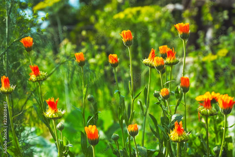 Orange flowers of marigold on a natural background