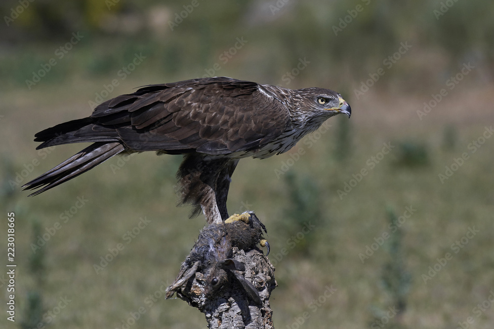 Obraz premium Bonellis eagle (Aquila fasciata)