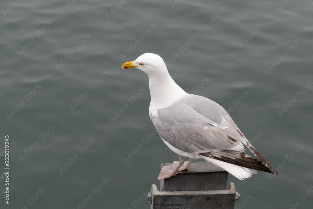 Obraz premium seagull