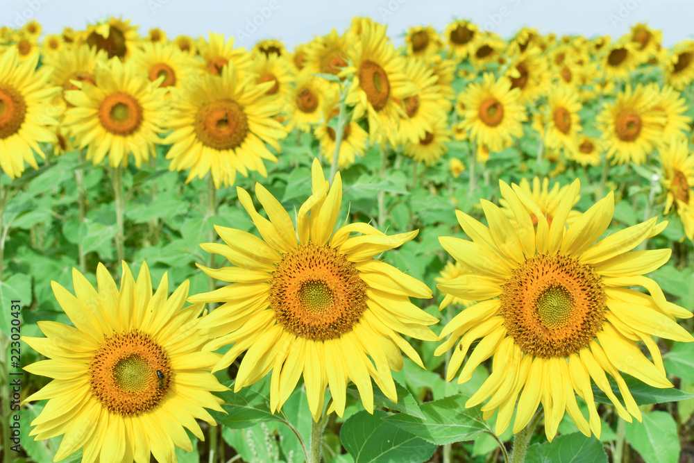 GROUP OF THEE SUNFLOWERS IN FRONT OF A COUNTRY PLENTY OF SUNFLOWERS WITH SOME BEES POLLINATING THEM