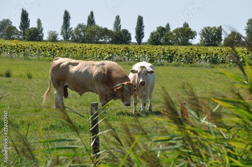 Cows in meadows © Heliosphile
