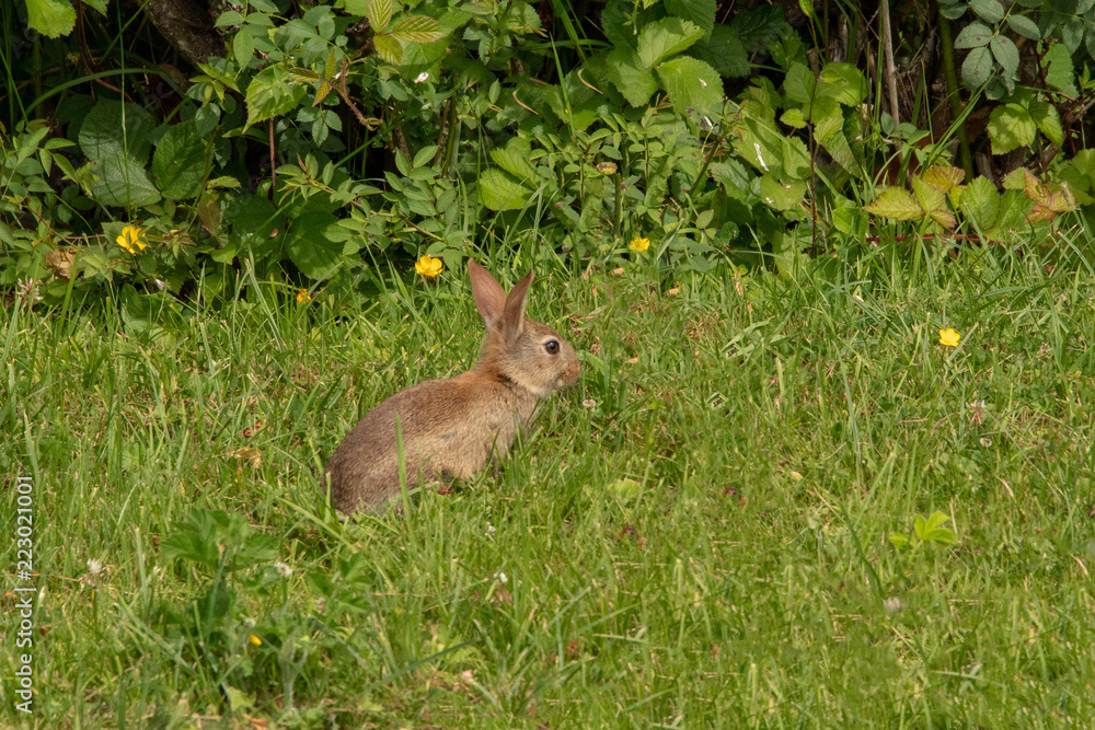Rabbit on the Lawn in Summer, Ireland Rabbit on the Lawn in Summer, Ireland