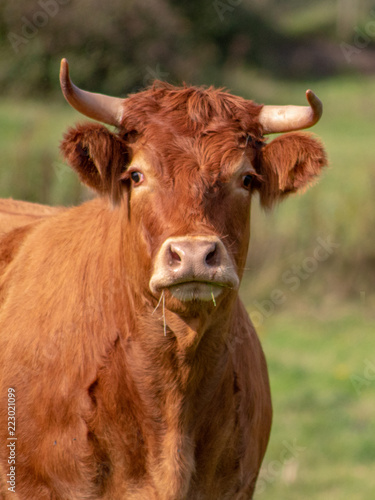 A Brown Bull in a Field - Portrait
