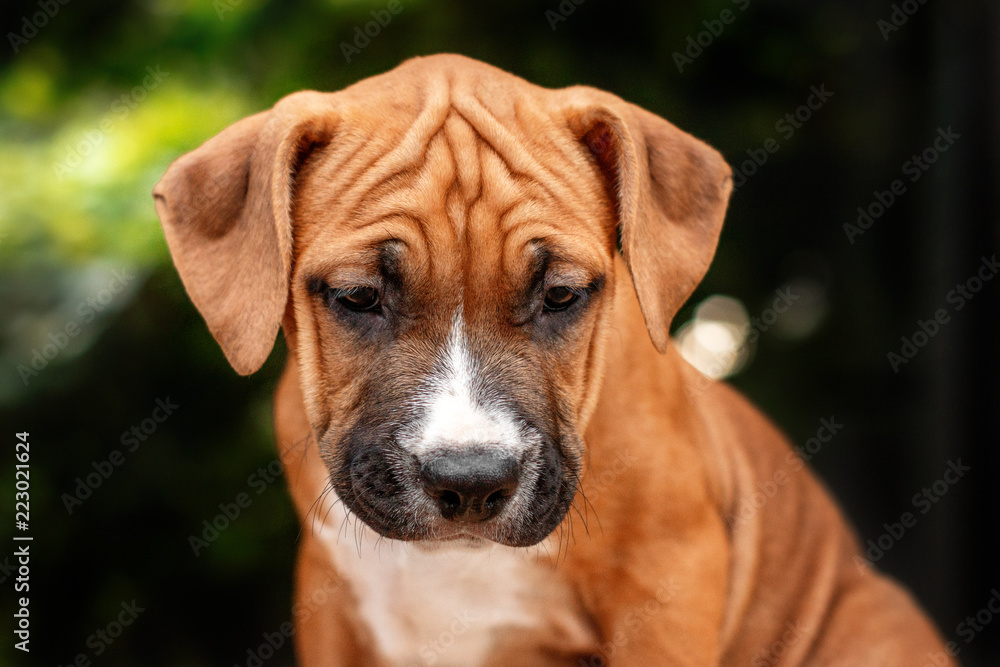 American Staffordshire Terrier puppy redhead beautiful portrait