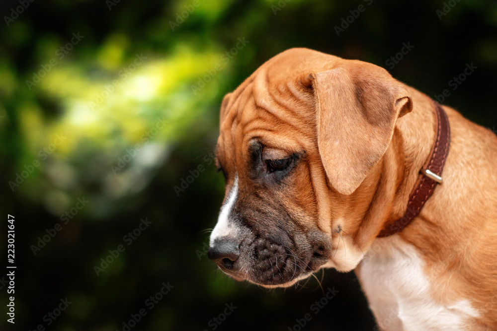 American Staffordshire Terrier puppy redhead beautiful portrait