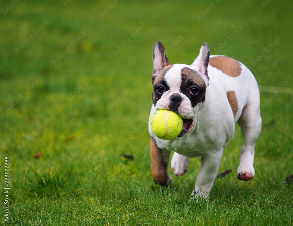 Fototapeta premium Young french Bulldog with a tennis ball