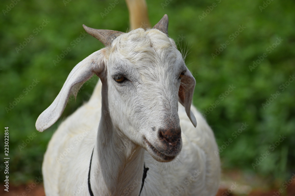 Beautiful Goats grazing on grass on a hill side