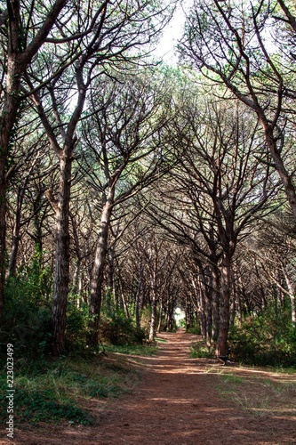 Wald in Bibbona, Toskana