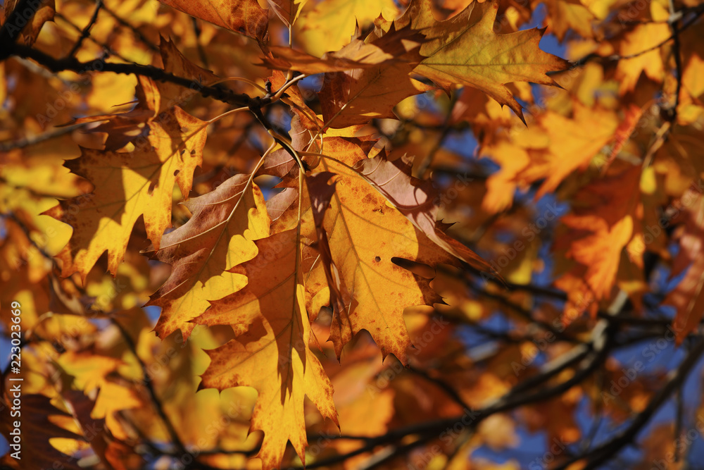 Colorful autumn leaves Colorful autumn leaves